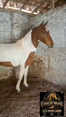 ÉGUA LUXOOO
