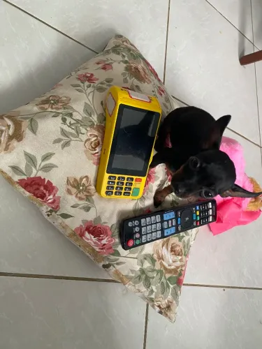 Pinscher miniatura original 