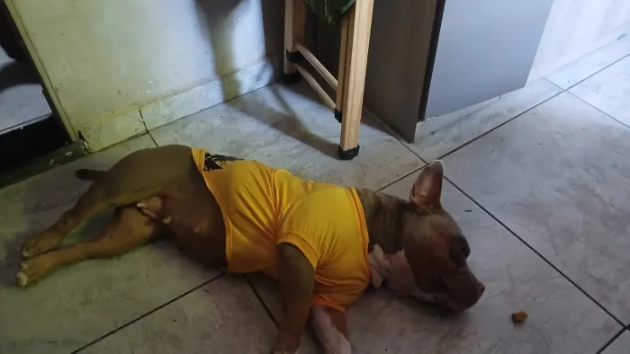 American Bully