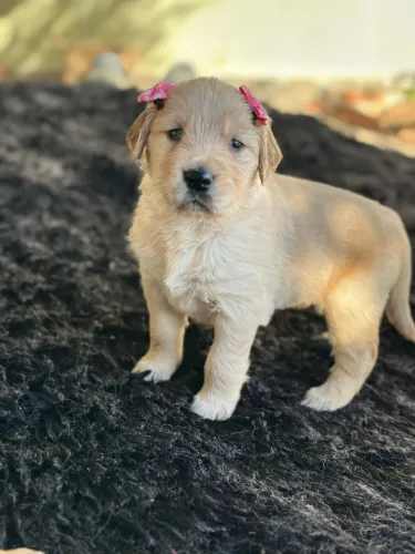 Golden Retriever alegria para seu lar