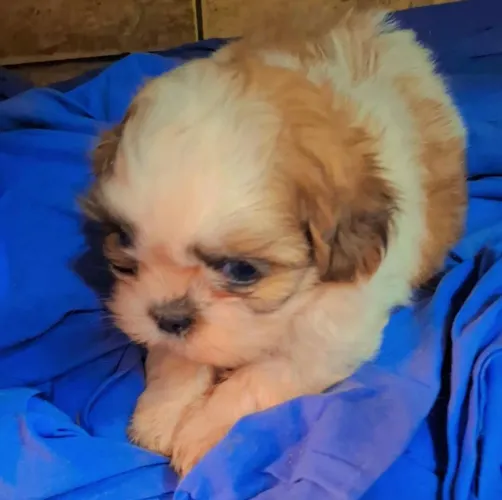 Shih Tzu