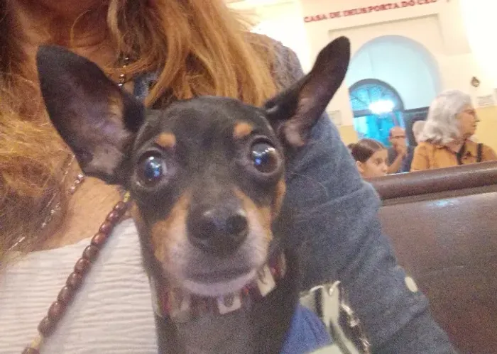 UM PET MACHO , PINSCHER PRETO