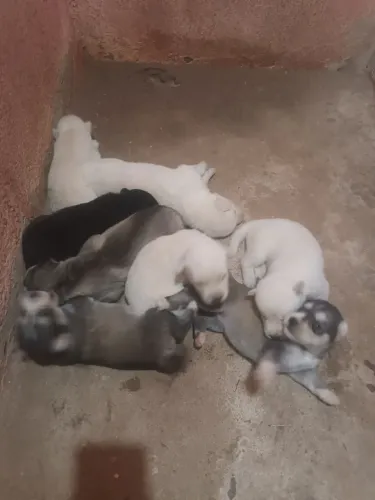 Vendo Filhotes de runsky siberiano puro 500 reais