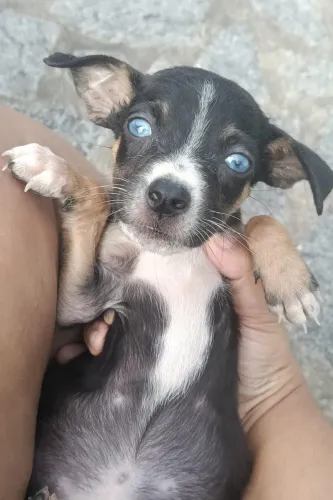 CACHORRINHOS P/ ADOÇÃO 