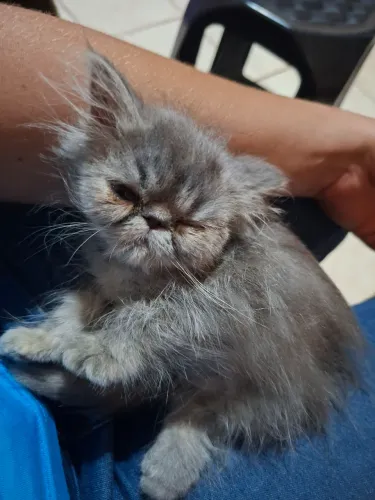 Vende-se filhote de gato persa fêmea