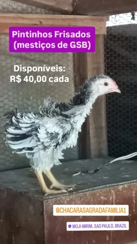 Pintinhos Frisados mestiços de GSB...