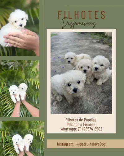 Poodles machos e fêmeas 