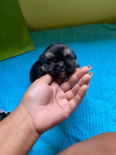 ? Filhotes de Shih Tzu disponíveis 