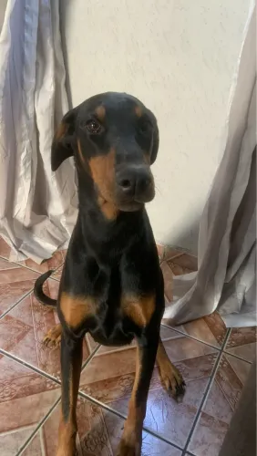 Doberman pra cruza