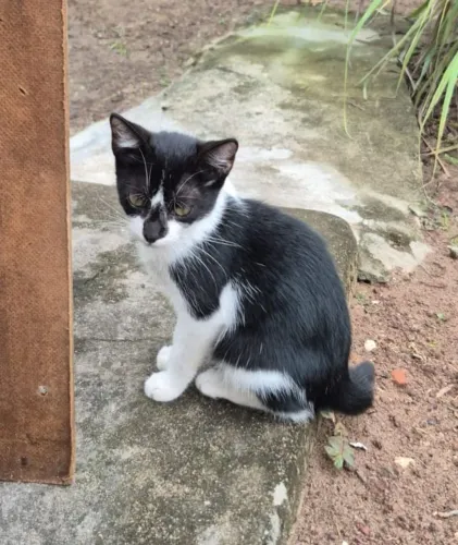 Fêmea 4 meses Castração garantida