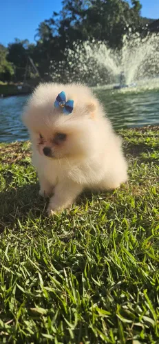 Lulu da pomerânia anão VALOR PROMOCIONAL