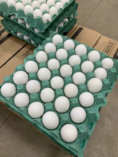 60 ovos grande branco