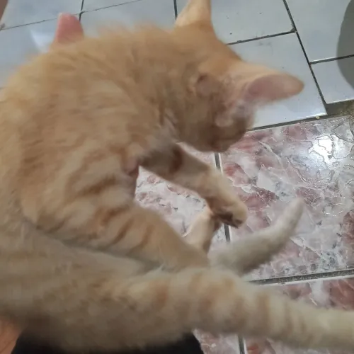 Doa se gatinhos