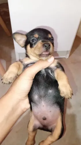 Filhote Pinscher macho