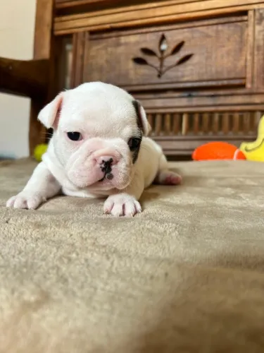 Bulldog francês fêmea 