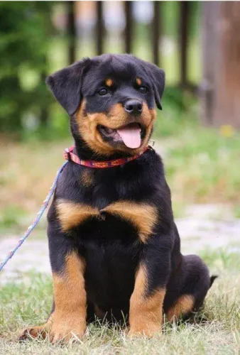 Filhotes de Rottweiler super gracinha !