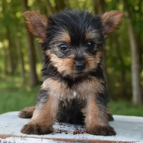 Filhotes Yorkshire Terrier/ Para alegrar seus dias 