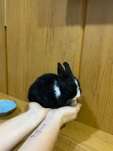 Coelha anã de Netherland 