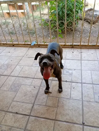 Pitbull fêmea para doação