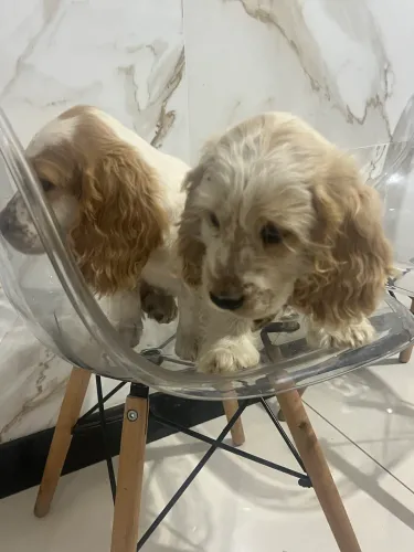 Coker spaniel