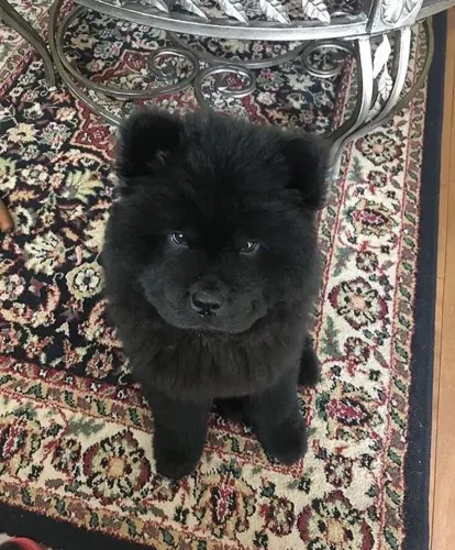 950$ raça chowchow fêmea 3 meses