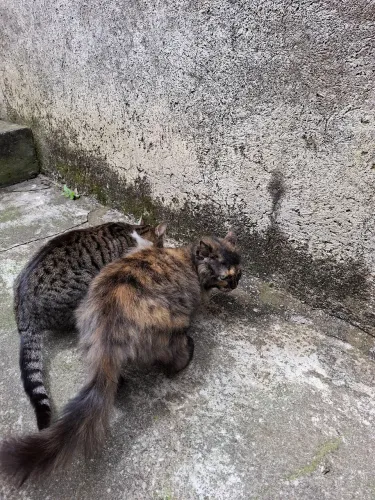 Gata para doação responsável