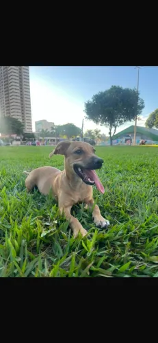 Doação de cachorra fêmea