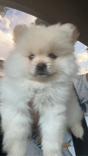 Vendo Lulu ursinho com 2 meses