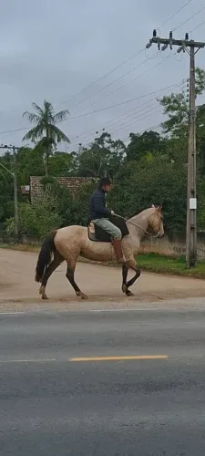 Vendo ou troco égua baia