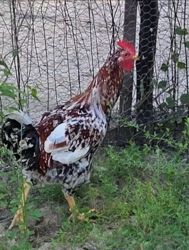 Vendo frango GSB,original ,6 meses