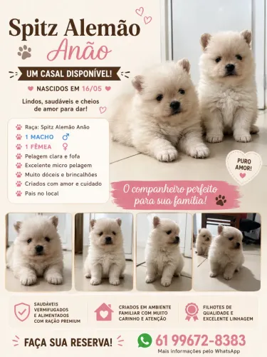 Spitz Alemão