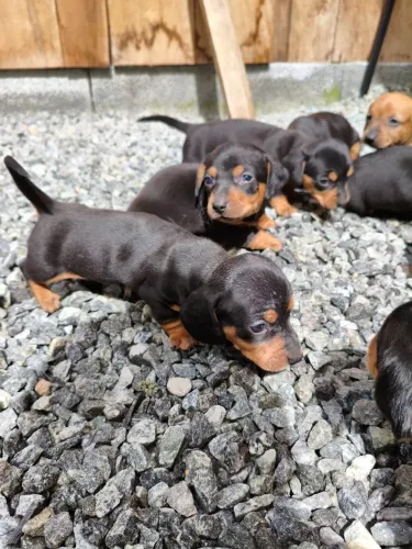 Vendo filhote macho de daschund