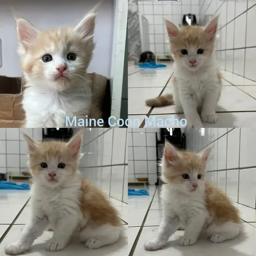 Maine Coon Filhotes - Gatil BSB Cat