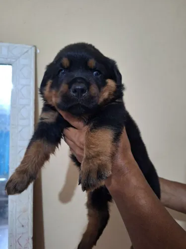 Filhote rottweiler 