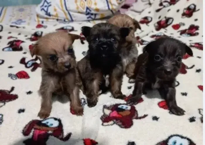 lindos filhotes disponiveis