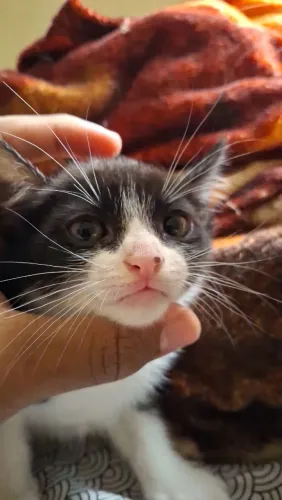 Adoção ? Filhote de Gato