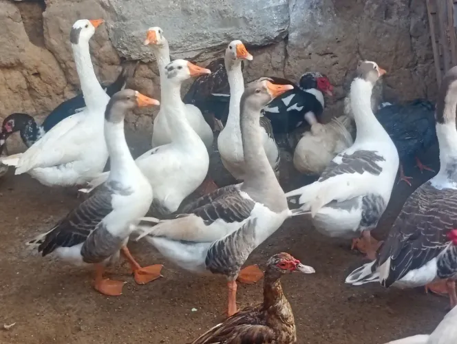 Casal de ganso