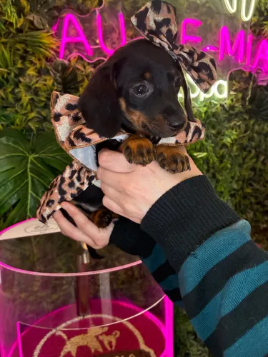 Dachshund fêmea ! Um encanto