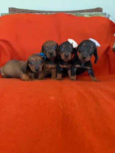 Filhotes de Dachshund ( salsicha) 
