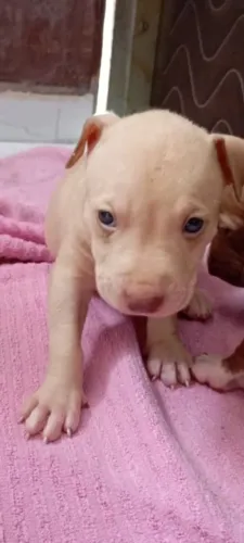 Cachorrinha Pitbull fêmea