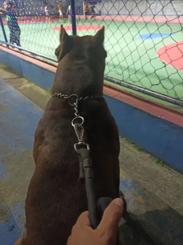 Pitbull procurando namorada