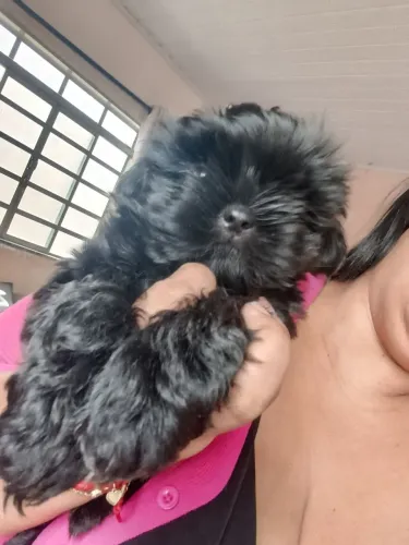 Vendo filhotes machinho Lhasa Apso 