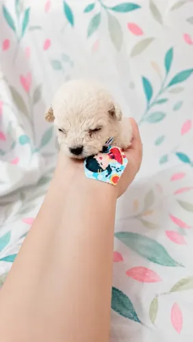 Poodle micro toy machinho