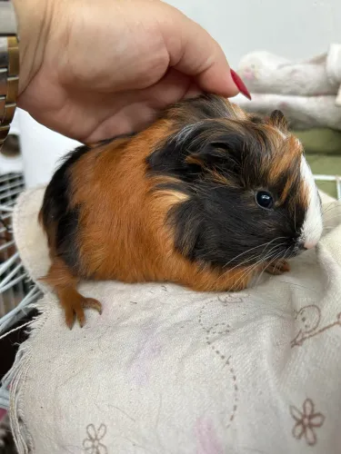 Porquinho da índia