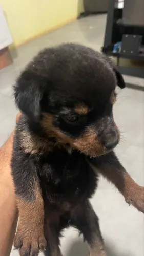 Rottweiler