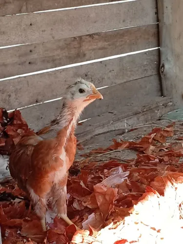 Vendo franguinho de valores diferentes ou troco em outra aves 