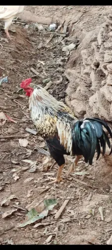 Galo e galinha caipira