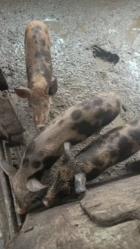 Porco