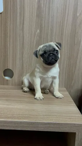 Filhote de pug