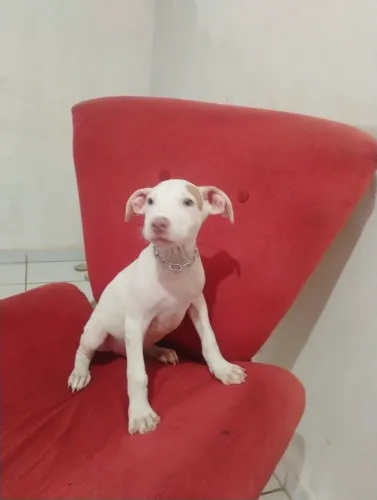 Dogo argentino com pitmonster
